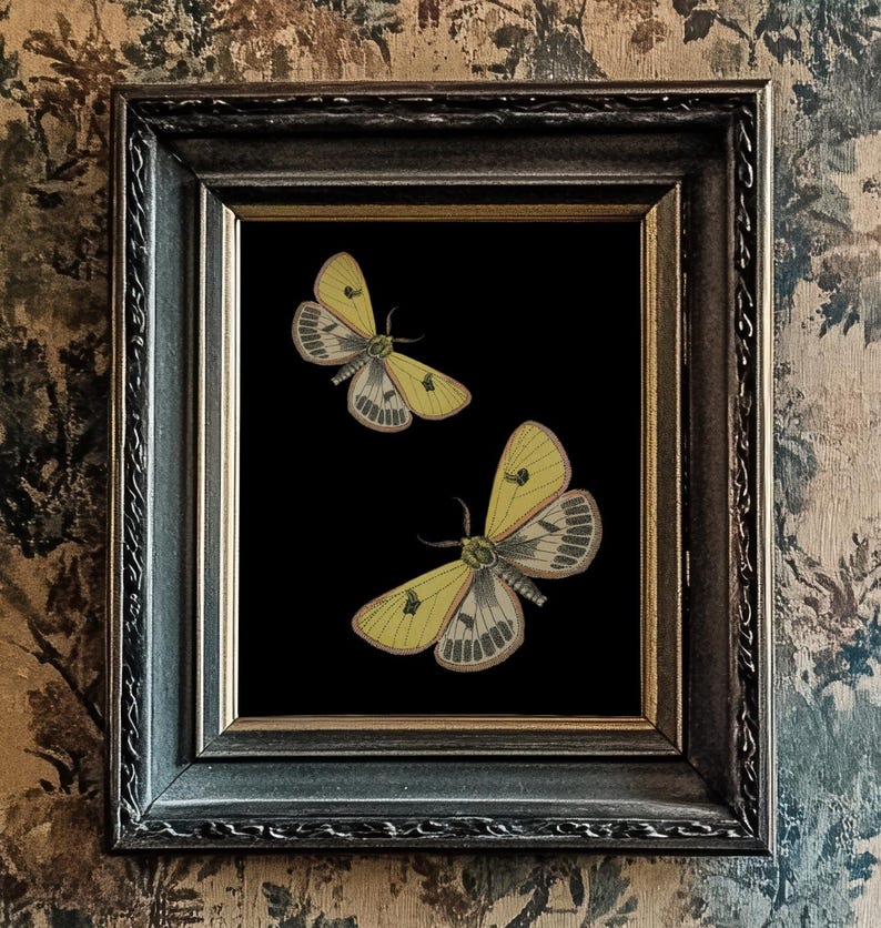 Gelber Schmetterling/Motten Druck, schwarzer Hintergrund, 10"x8", *UNGERAHMT* Fabelhaftes vintage Wandbild Bild 1