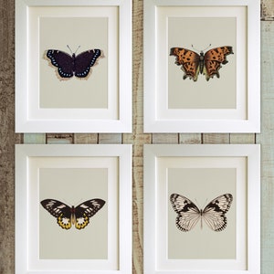 SET OF 4 Butterfly Prints, 5&quot;x7&quot; *UNFRAMED*  Fab Picture Gift