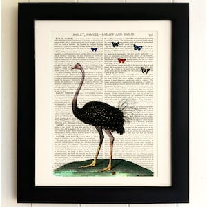 ART PRINT on old antique book page - Big Ostrich, Butterflies, Vintage Upcycled Wall Art Print Encyclopaedia Dictionary Page, Fab Gift!