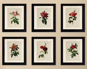 Set of 6 Art Prints on old antique book page - Flowers, Roses, Botanical, Vintage Wall Art Print Encyclopaedia Dictionary Page