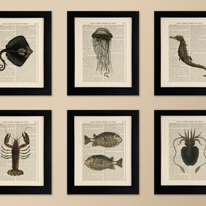 May include: Six framed vintage illustrations of sea creatures on a beige wall. The illustrations include a stingray, jellyfish, seahorse, lobster, pufferfish, and squid. Each illustration is printed on a page from an old book.