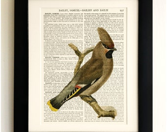 ART PRINT on old antique book page - Vintage Bird, Vintage Upcycled Wall Art Print, Encyclopaedia Dictionary Page, Fab Gift!