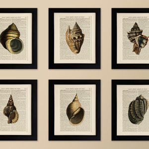 May include: Six black framed prints of vintage illustrations of seashells on a beige background. Each print features a different seashell with intricate details and a light brown colour.