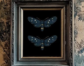 Blue Butterfly/Moth Print, Black Background, 10"x8", *UNFRAMED* Fabulous vintage wall art