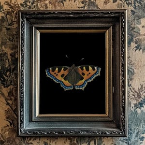 Impression papillon/mite, fond noir, 10 x 8 po, * SANS CADRE * Art mural vintage fabuleux