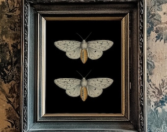 Butterfly/Moth Print, Black Background, 10"x8", *UNFRAMED* Fabulous vintage wall art