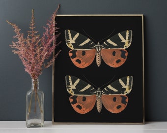 Butterfly/Moth Print, Black Background, 10"x8", *UNFRAMED* Fabulous vintage wall art