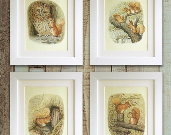 SET OF 4 Beatrix Potter Squirrel Prints, 5"x7" *UNFRAMED*  Nursery Decor, Fab Picture Gift