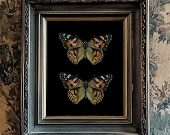 Butterfly/Moth Print, Black Background, 10"x8", *UNFRAMED* Fabulous vintage wall art