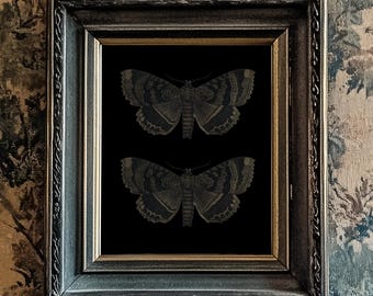 Black Butterfly/Moth Print, Black Background, 10"x8", *UNFRAMED* Fabulous vintage wall art