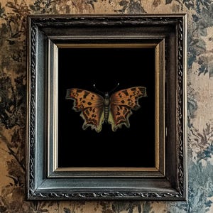 Orange Butterfly/Moth Print, Black Background, 10"x8", *UNFRAMED* Fabulous vintage wall art image 1