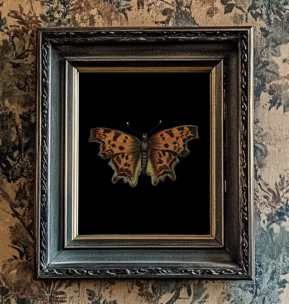 Orange Butterfly/Moth Print, Black Background, 10"x8", *UNFRAMED* Fabulous vintage wall art