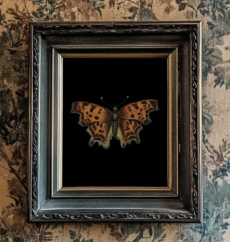 Orange Butterfly/Moth Print, Black Background, 10"x8", *UNFRAMED* Fabulous vintage wall art image 1
