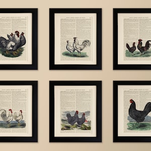 Set of 6 Art Prints on old antique book page - Chickens, Vintage Wall Art Print Encyclopaedia Dictionary Page