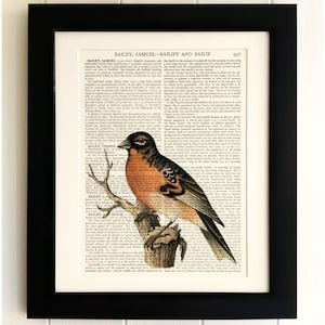 ART PRINT on old antique book page - Vintage Bird, Vintage Upcycled Wall Art Print, Encyclopaedia Dictionary Page, Fab Gift!