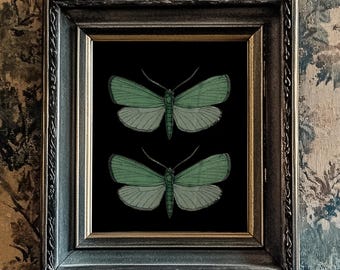 Green Butterfly/Moth Print, Black Background, 10"x8", *UNFRAMED* Fabulous vintage wall art