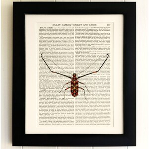 ART PRINT on old antique book page - Insect, Beetle, Vintage Upcycled Wall Art Print, Encyclopaedia Dictionary Page, Fab Gift!
