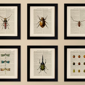 Könnte beinhalten: Sechs gerahmte Drucke von Vintage-Insektenillustrationen. Die Drucke zeigen einen rot-schwarzen Käfer, einen braunen Käfer, einen braun-schwarzen Käfer, eine Libelle, einen grünen Käfer und eine Sammlung von Marienkäfern.
