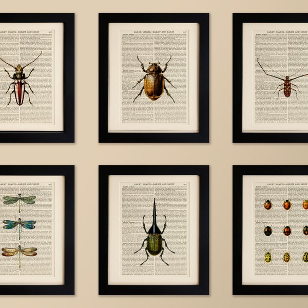 Antique Insect Print - Etsy