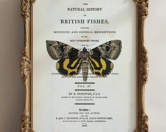 Vintage Style Butterfly Print, Book Page, A4, Fabulous vintage wall art