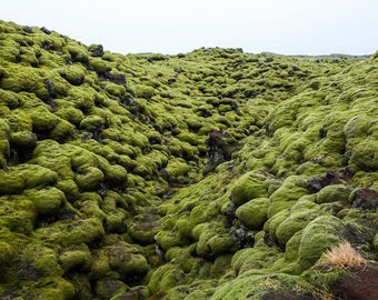Waves of Moss, Iceland