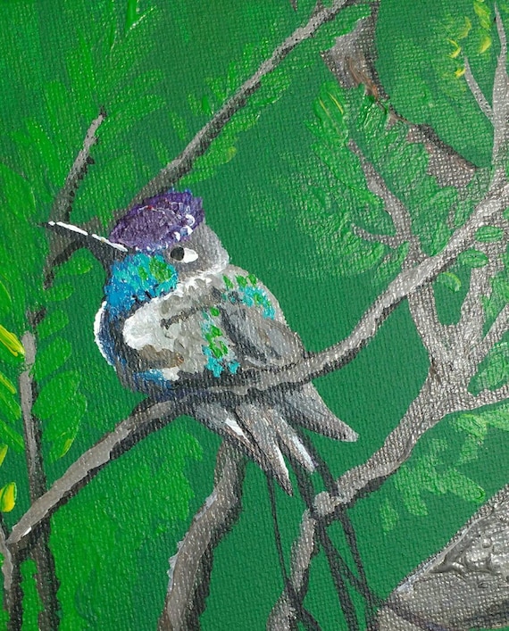 Spatuletail Hummingbird