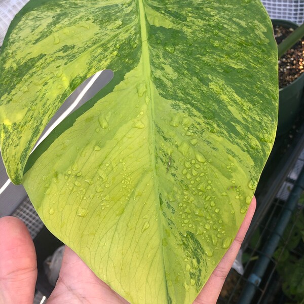 Monstera aurea 2 leaf top cutting