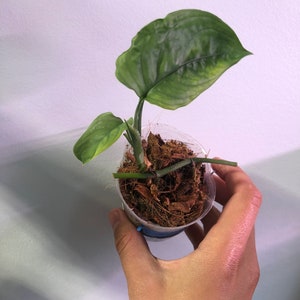 Monstera obliqua cf pangui - Etsy.de