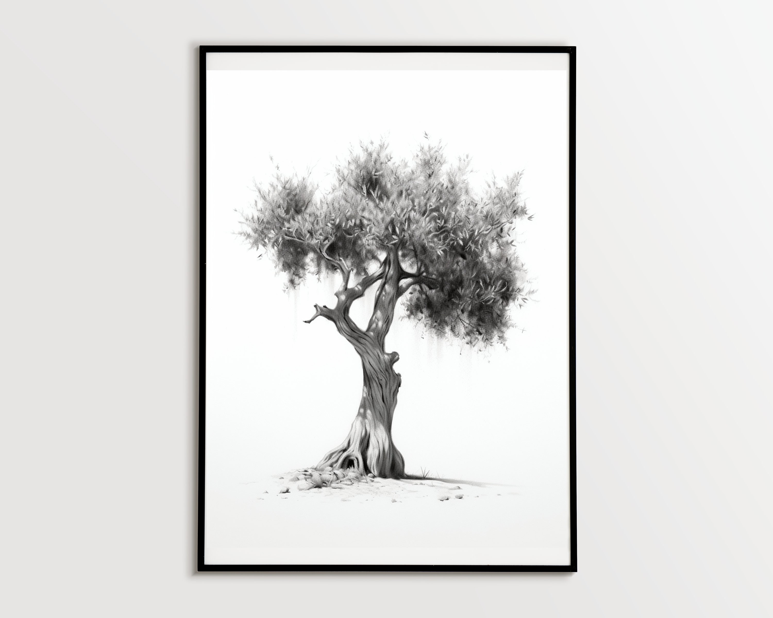 Olive Tree Drawing png download  811833  Free Transparent Olive png  Download  CleanPNG  KissPNG