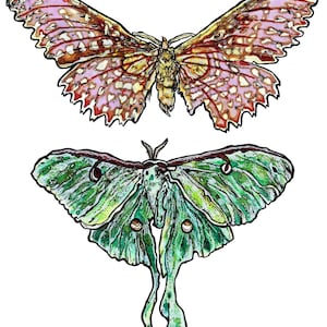 Moths 12”x16” (A3) limited edition giclee PRINT