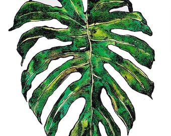 Monstera deliciosa limited edition giclée print