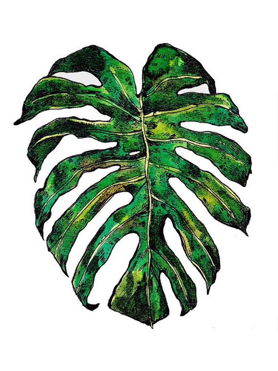 monstera pędy Monstera Deliciosa main image 1