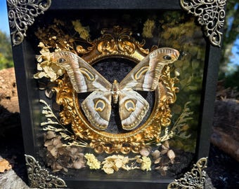 Saturniidae Moth - Epiphora Rectifascia Framed Floral