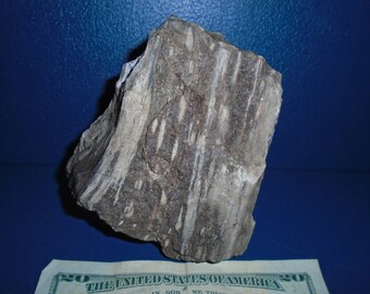 Petrified wood. Texas Petrified Wood. jewelry supply. art supply. Rock collection
