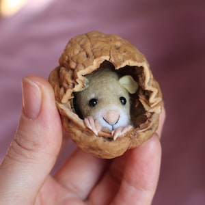 Op de afbeelding: Een kleine, bruine, viltmuis die uit een gebarsten walnootschelp kijkt.