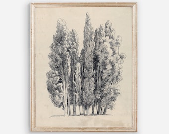 Tree Sketch Vintage Wall Art - Tree Pencil Drawing - Vintage Botanical Print - PRINTED AND SHIPPED