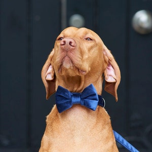 Velvet Dog Bow Tie image 1