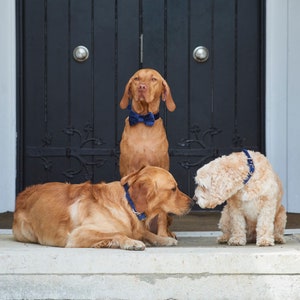 Velvet Dog Bow Tie image 8