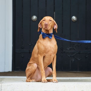 Velvet Dog Bow Tie image 7