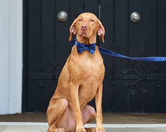 Navy Blue Velvet Dog Bow Tie