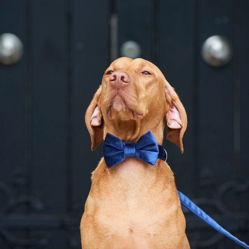 Velvet Dog Bow Tie image 1