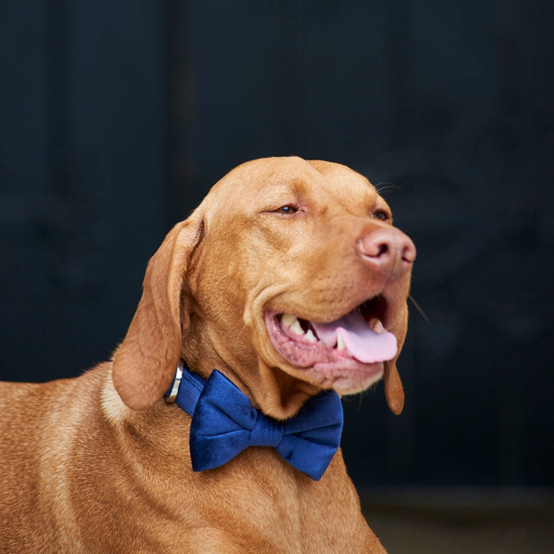 Velvet Dog Bow Tie image 4