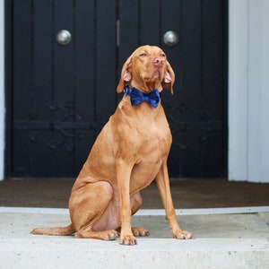 Velvet Dog Bow Tie image 6