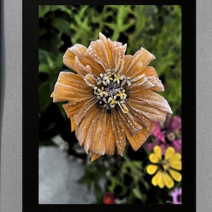 Zinnia Fine Art Print: Bright Orange Floral Photography