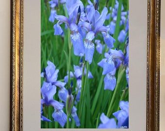 Purple Iris Flower Print: Original Fine Art Photo, 8.5x11, 11x17, 13x19