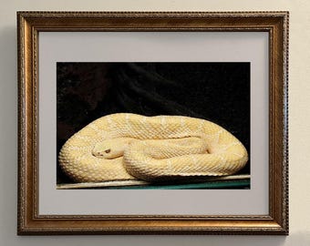 Black and White Snake Photo Print: Modern Wall Art (8.5x11, Unframed Digital Print)