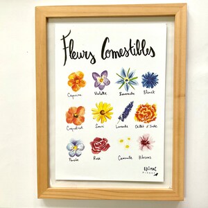 Grande carte A5 / affichette - Fleurs comestibles - illustration