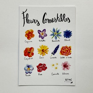 A6 postcard - edible flowers - watercolor illustration + kraft envelope image 4