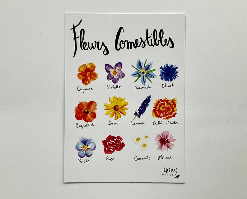 A6 postcard - edible flowers - watercolor illustration + kraft envelope image 4