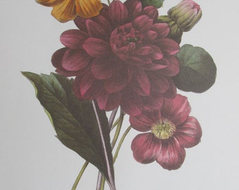 Print - Botanical Print by Redoute - Dahlia and Nasturtium